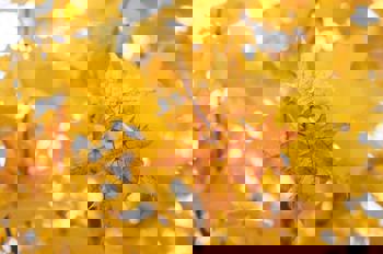 Close up of a yellow leaf