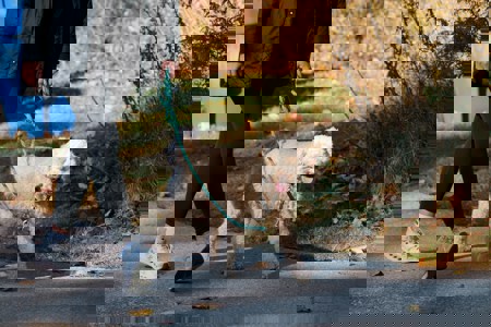 A person in black leggings and a coat walks a fluffy beige dog on a blue and green leash along a sunny path, surrounded by fall leaves.